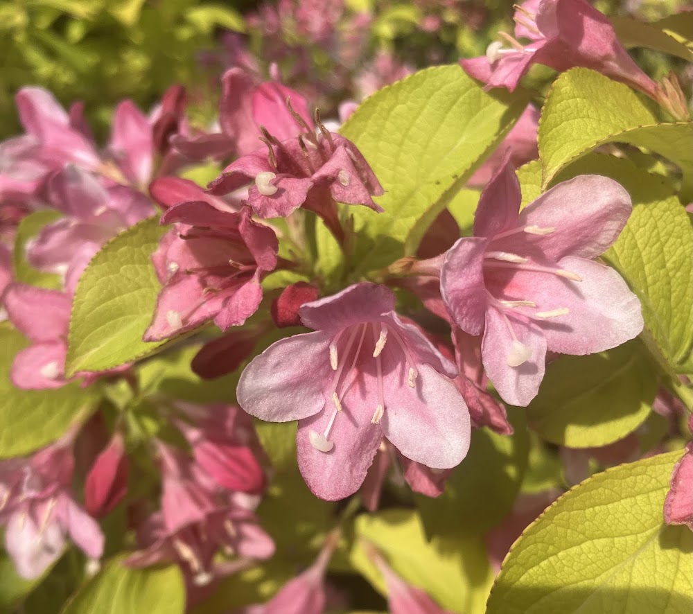 Weigela florida 'Looymansii Aurea'