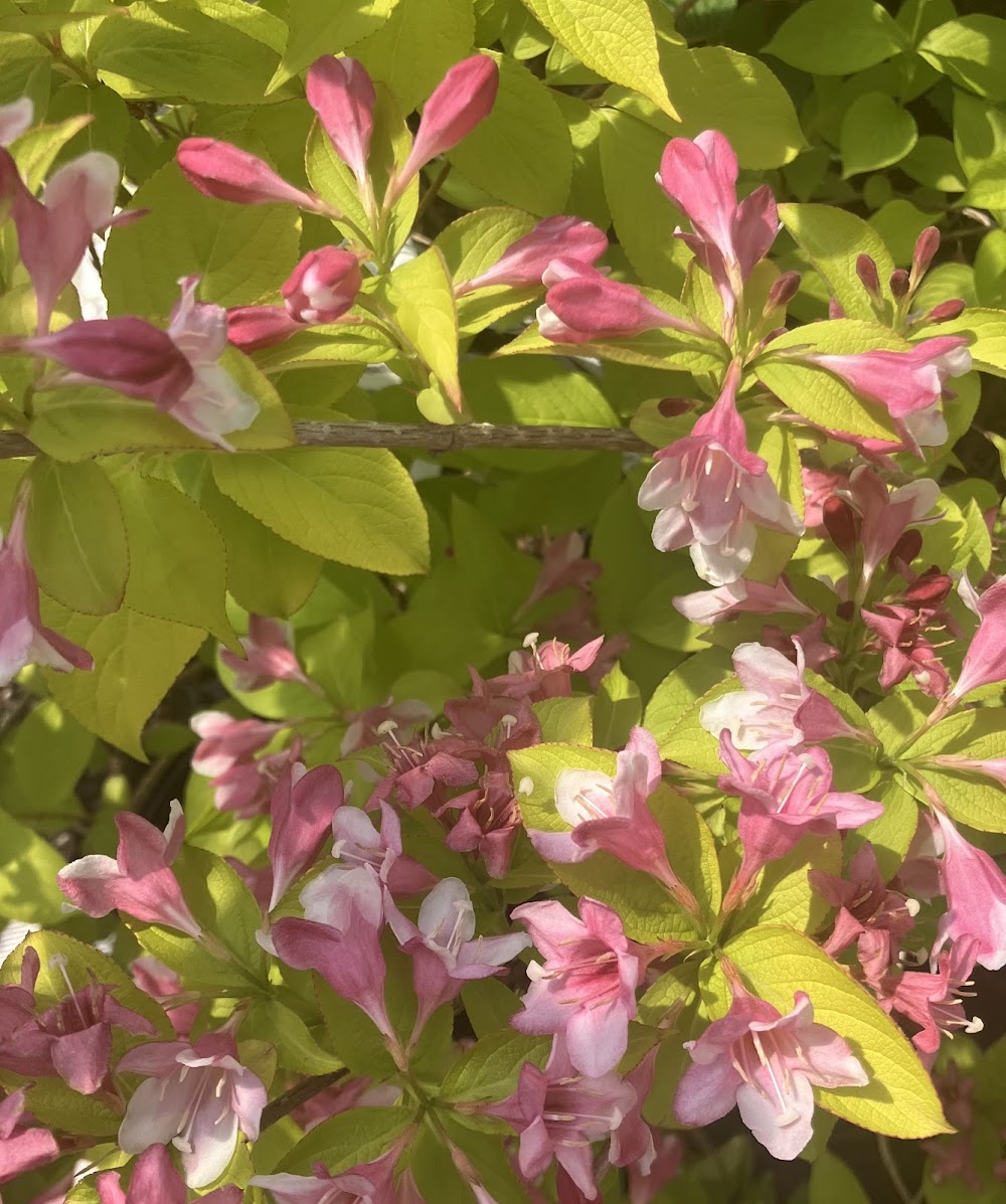 Weigela florida 'Looymansii Aurea'