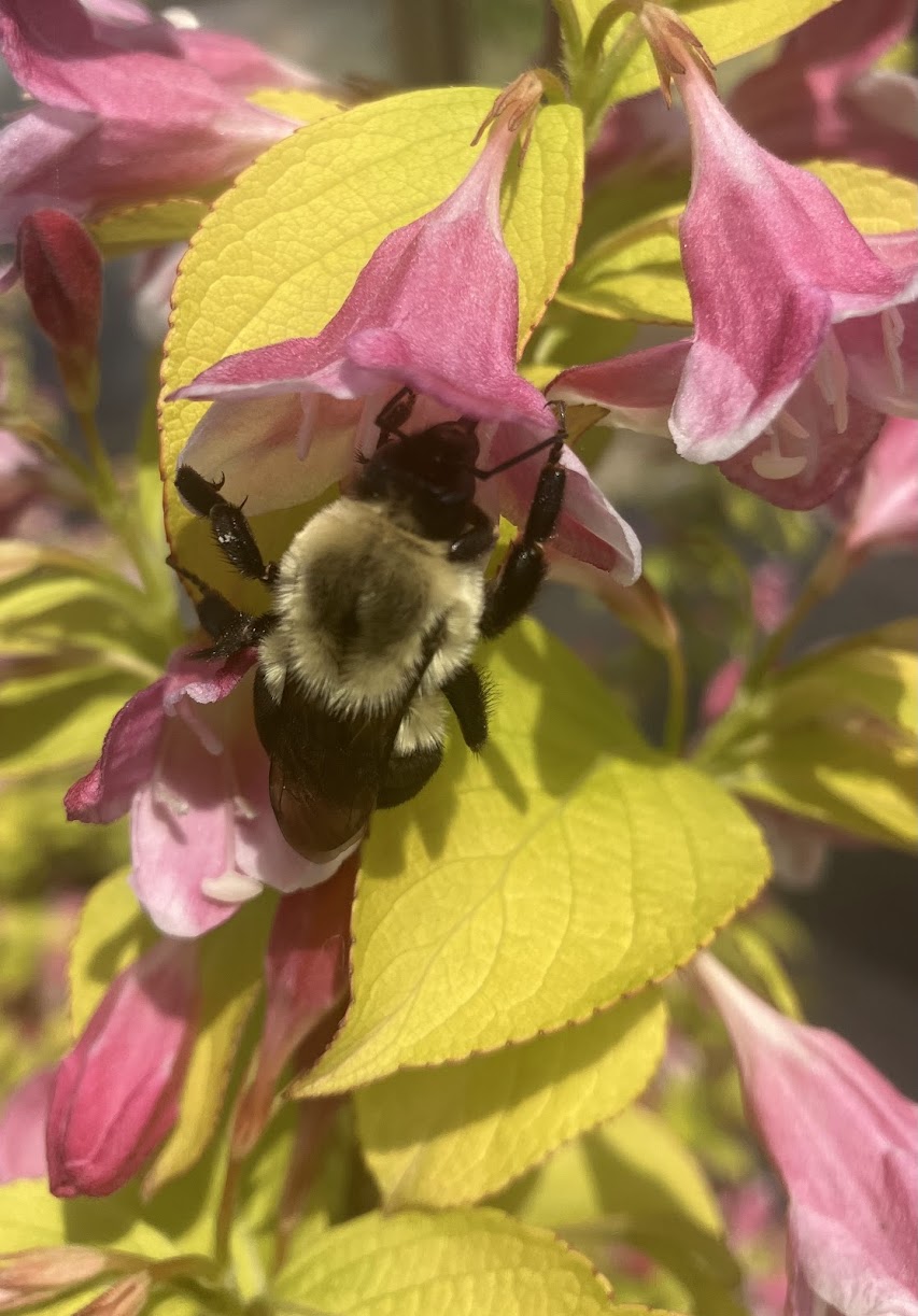 Weigela florida 'Looymansii Aurea'