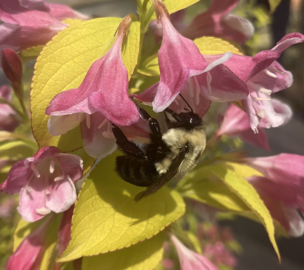 Weigela florida 'Looymansii Aurea'