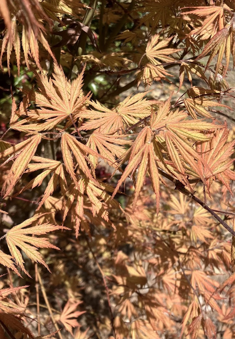 Acer palmatum 'Ariadne' Rare Japanese Maple Tree