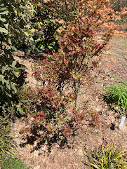 Acer palmatum 'Kurenai Jishi' Red Lion Japanese Maple