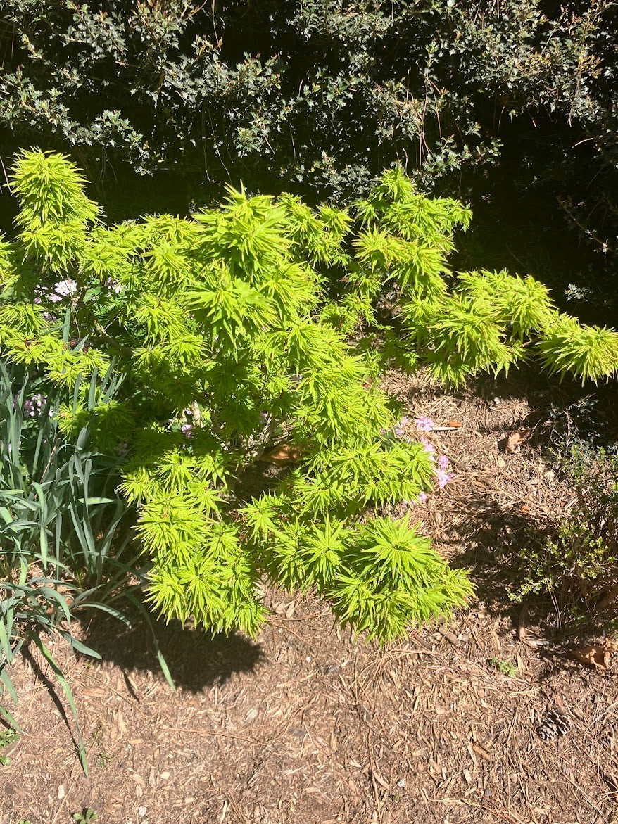 Acer palmatum 'Tattoo'
