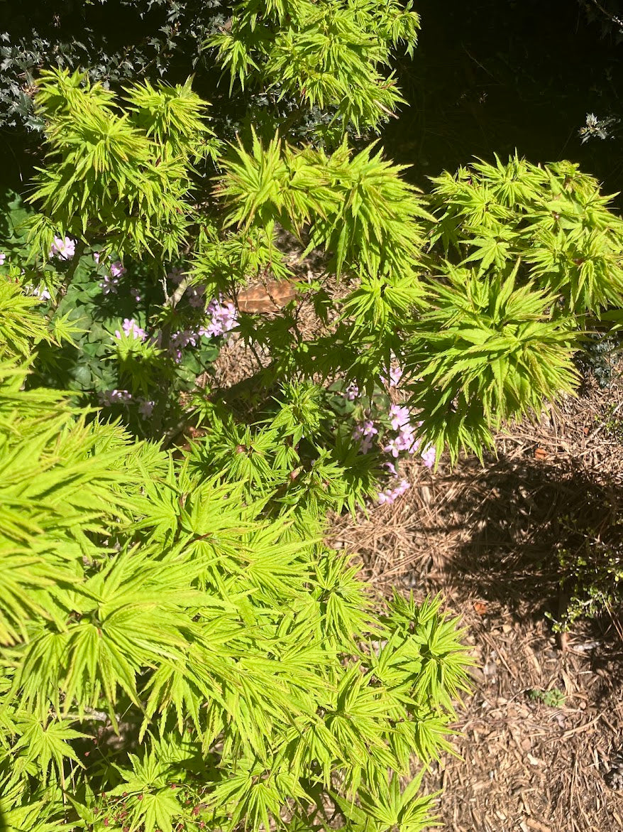 Acer palmatum 'Tattoo'