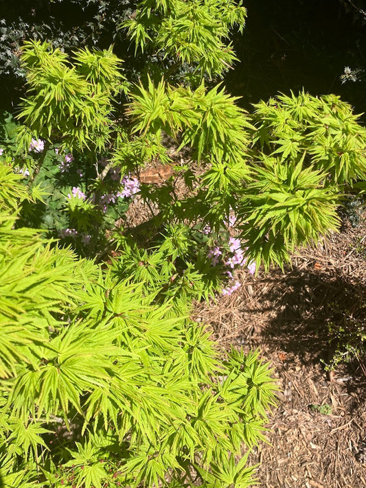 Acer palmatum 'Tattoo'