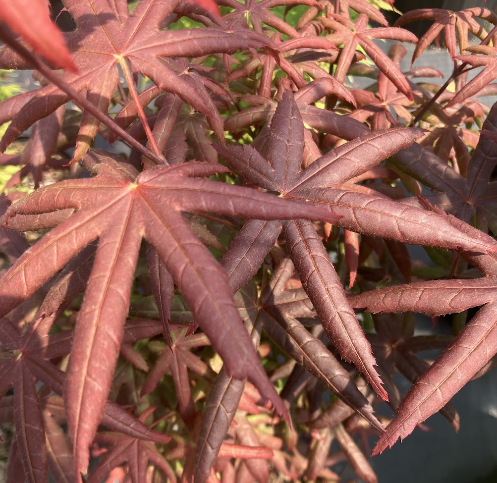 Acer palmatum 'Peve Starfish'