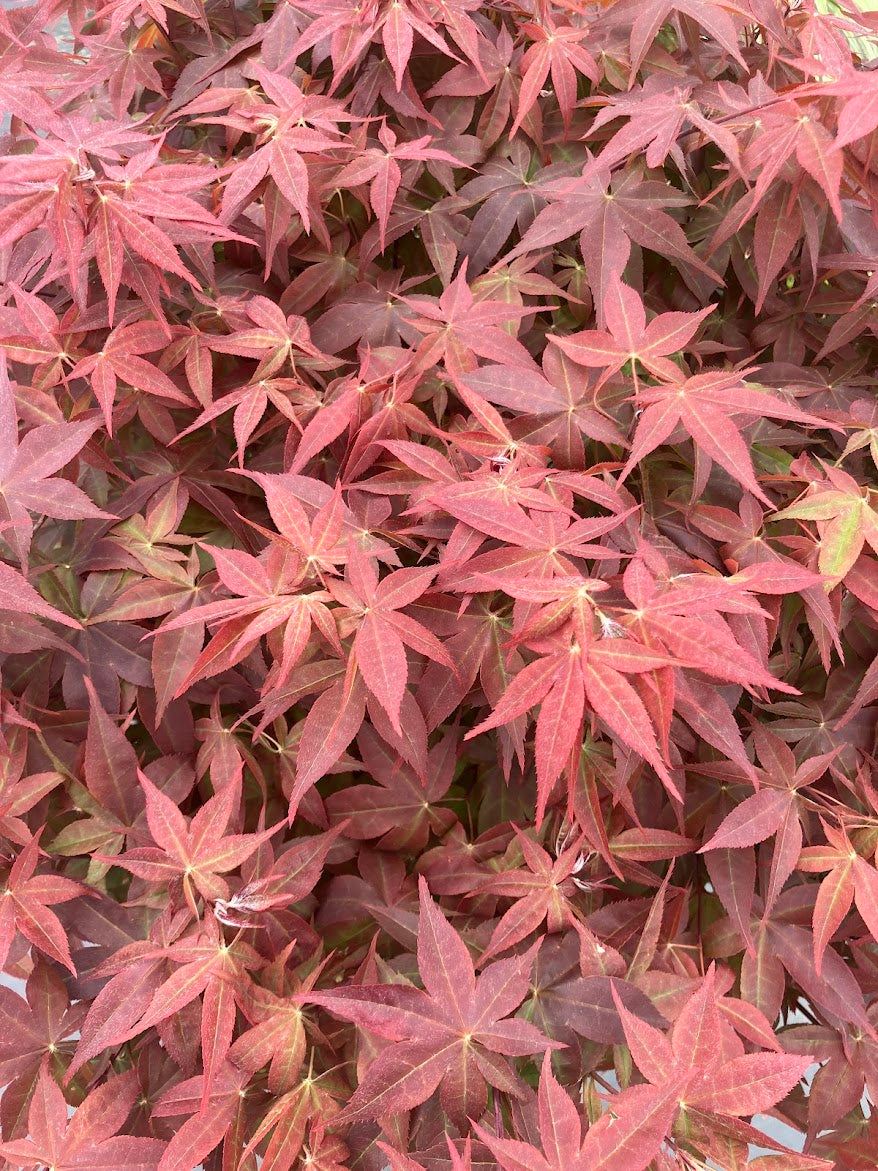 Acer palmatum 'Rhode Island Red'
