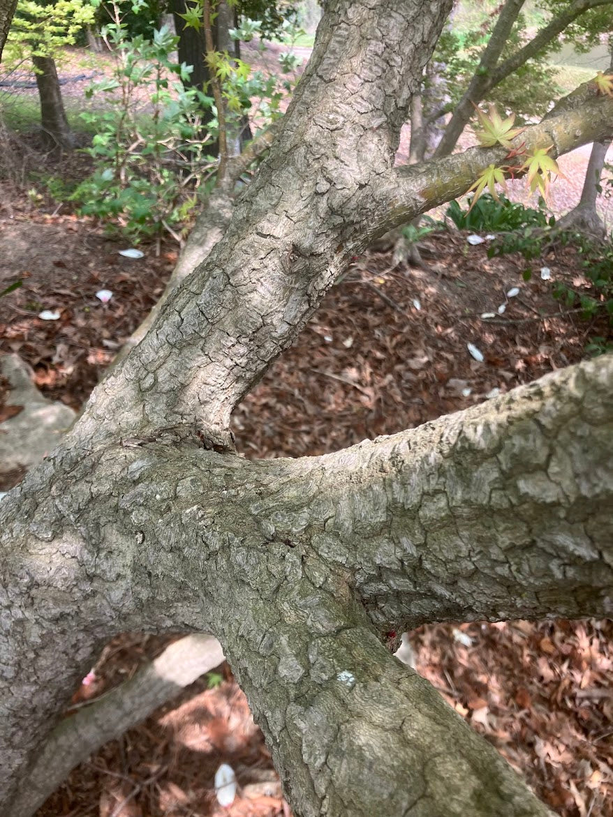 Acer palmatum 'Alan's Gold' Pinebark Japanese Maple