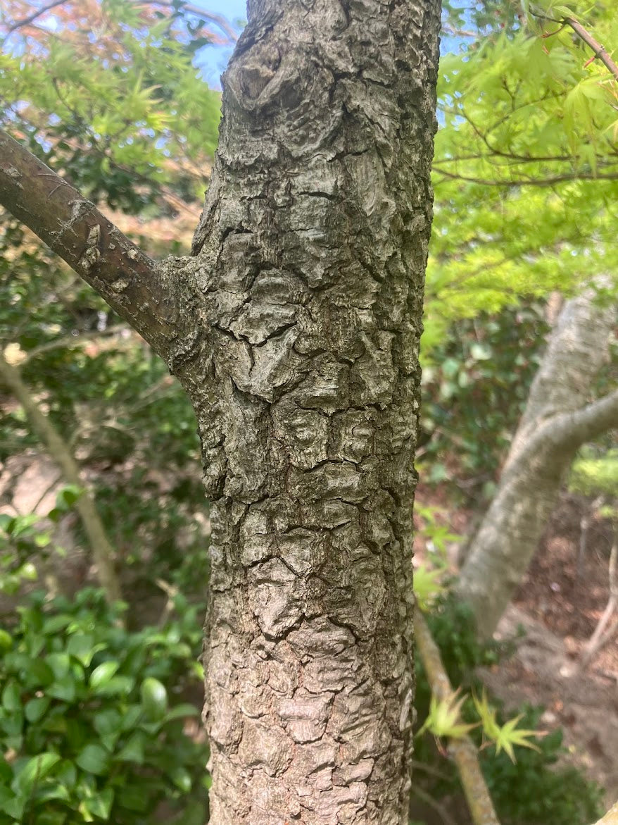 Acer palmatum 'Alan's Gold' Pinebark Japanese Maple