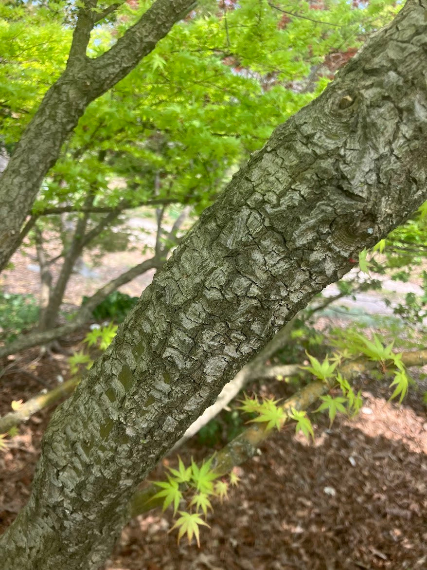 Acer palmatum 'Alan's Gold' Pinebark Japanese Maple