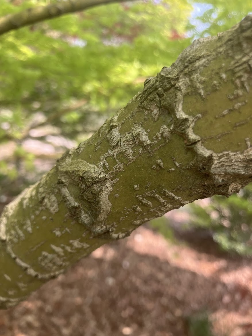 Acer palmatum 'Alan's Gold' Pinebark Japanese Maple