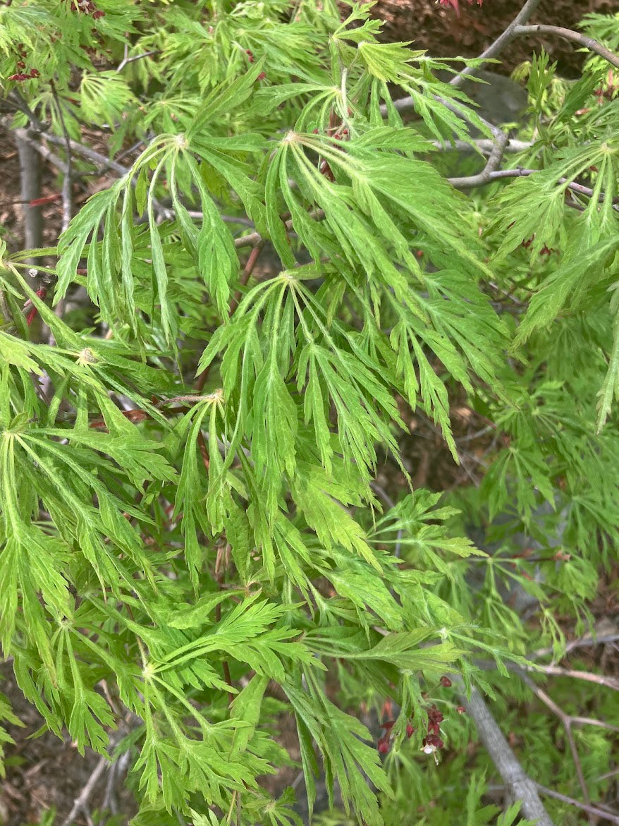 Acer japonicum 'Green Cascade'