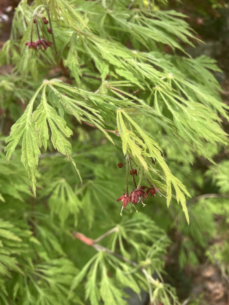 Acer japonicum 'Green Cascade'