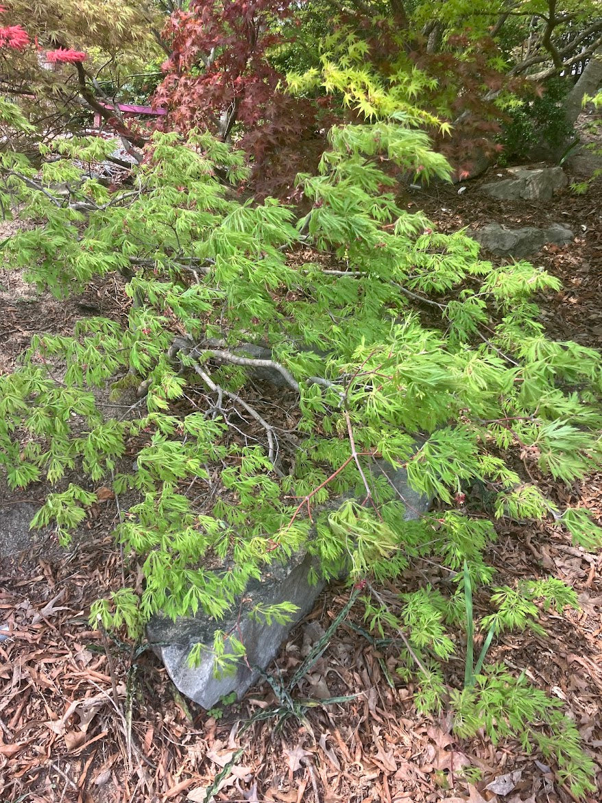 Acer japonicum 'Green Cascade'