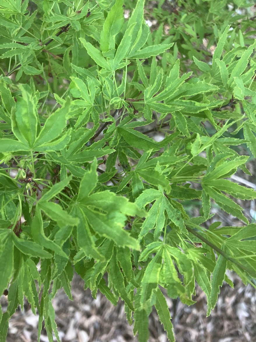 Acer palmatum 'Ao Kanzashi' Japanese Maple