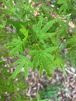 Acer palmatum 'Ao Kanzashi' Japanese Maple