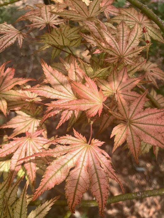 Acer palmatum 'Peaches and Cream'