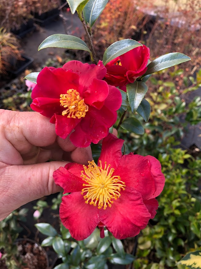 Camellia sasanqua 'Radiant Red' EXLUSIVE NEW GARDEN TREASURES RELEASE! RARE!!!