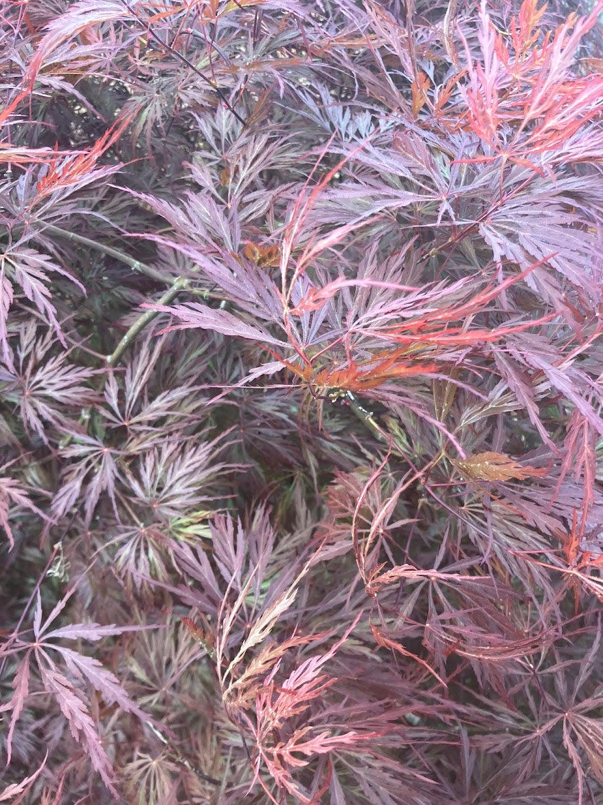 Acer palmatum 'Octopus'