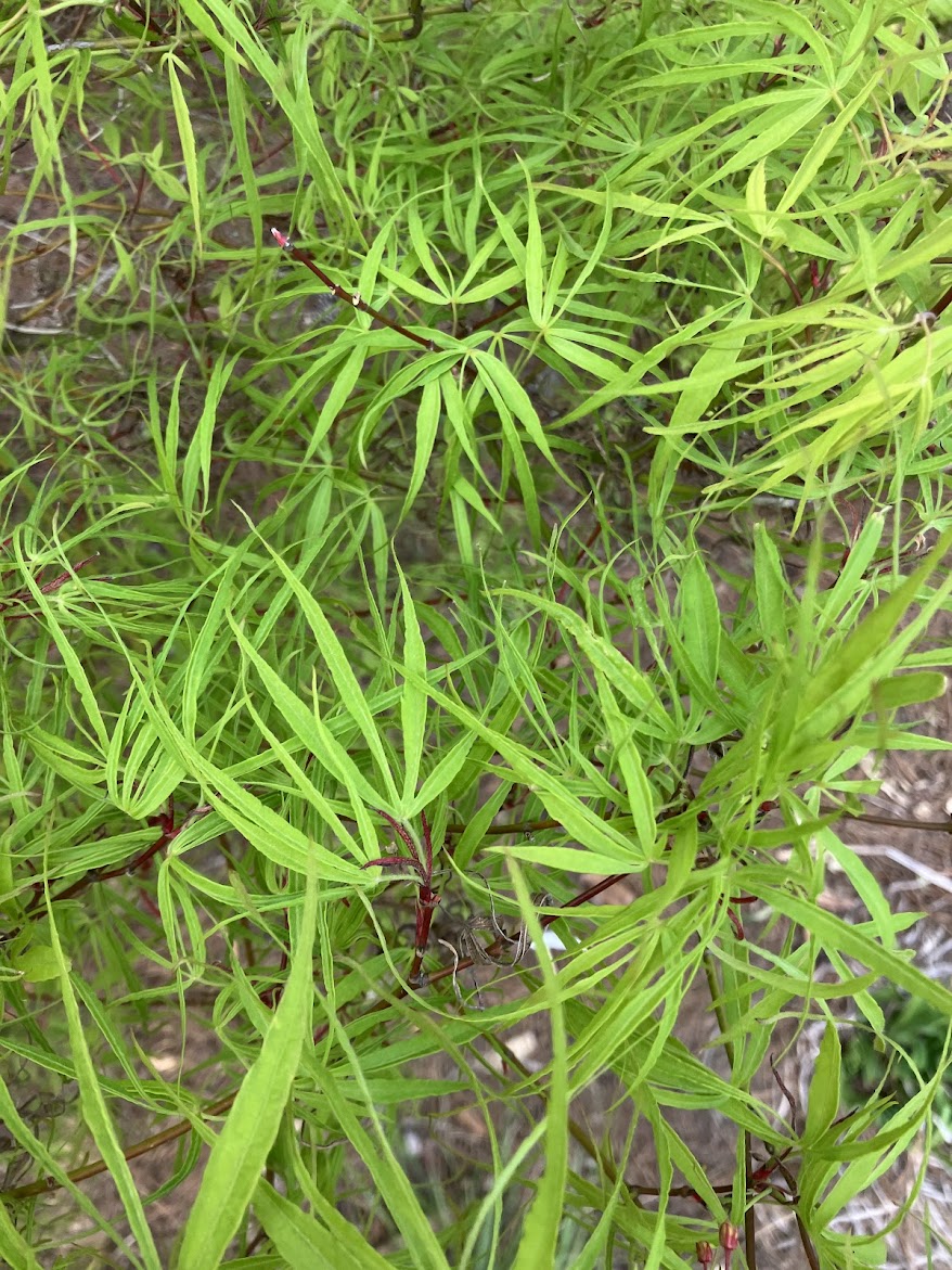 Acer palmatum 'Koto No Ito'