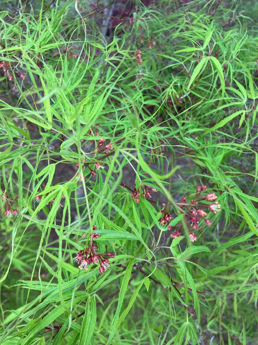 Acer palmatum 'Koto No Ito'