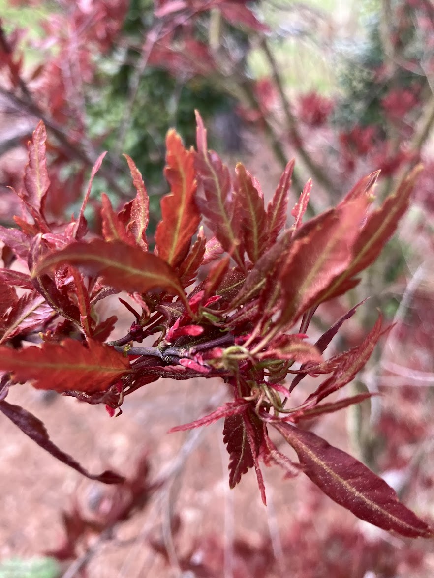 Acer palmatum 'Beni Hagaromo' Red Feather Leaf Japanese Maple