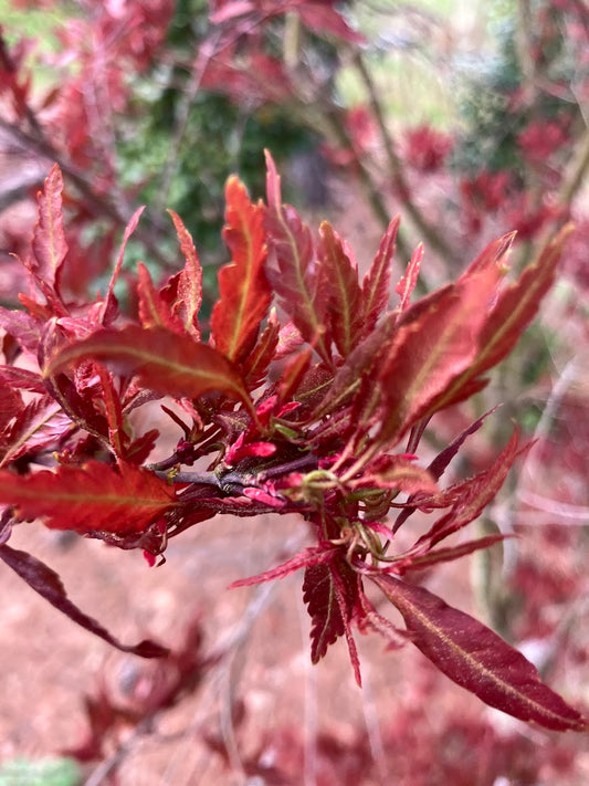 Acer palmatum 'Beni Hagoromo' Red Feather Leaf Japanese Maple