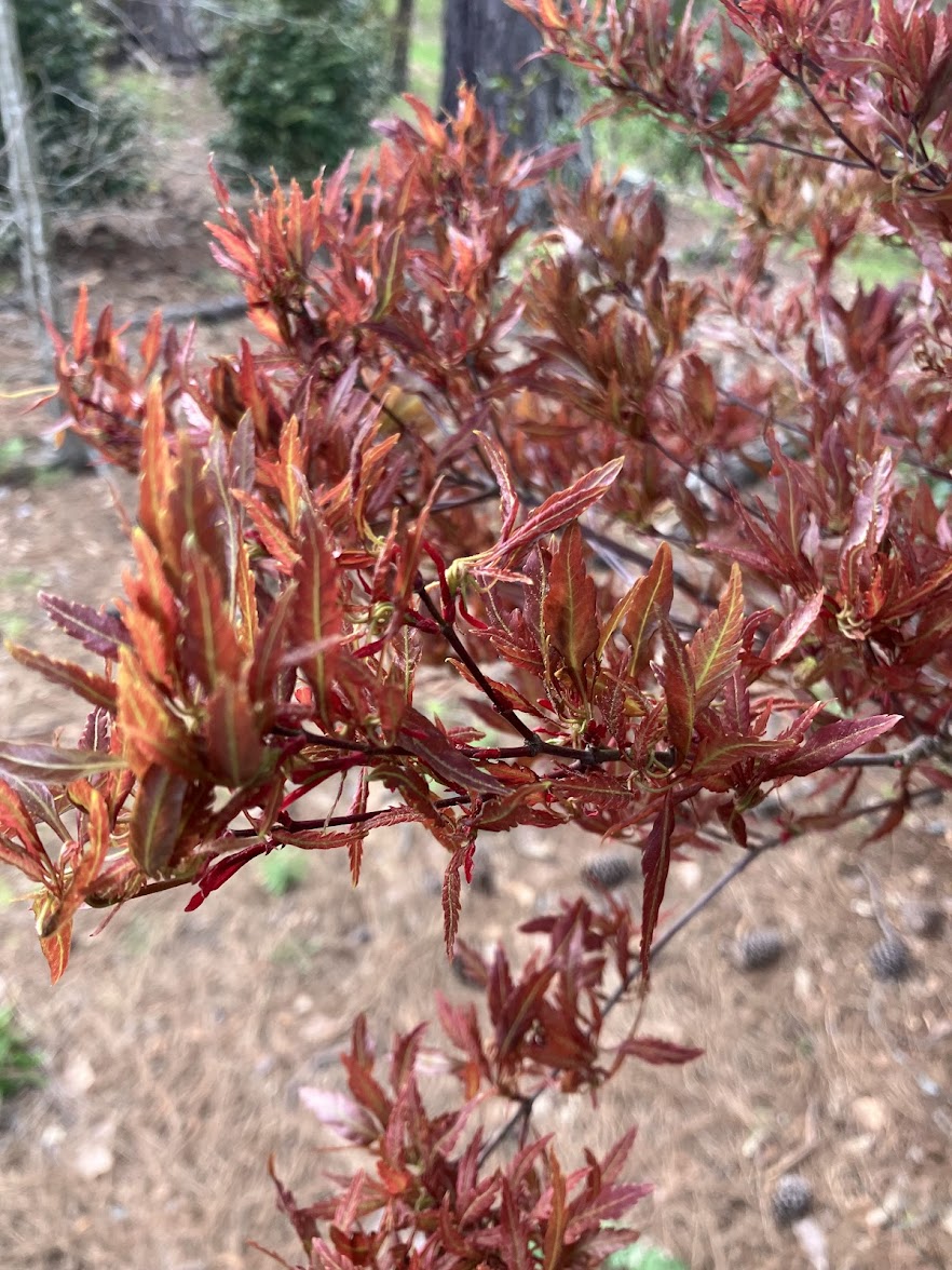 Acer palmatum 'Beni Hagaromo' Red Feather Leaf Japanese Maple