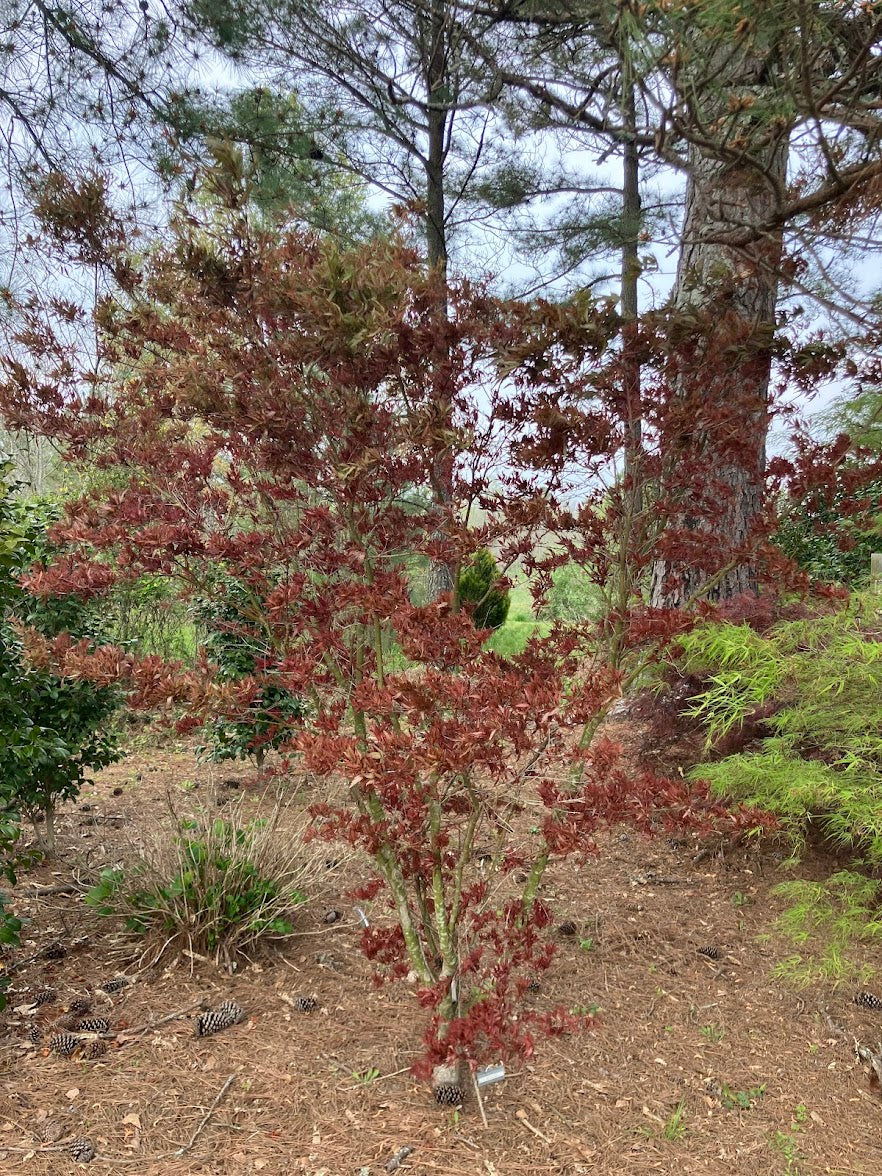 Acer palmatum 'Beni Hagaromo' Red Feather Leaf Japanese Maple