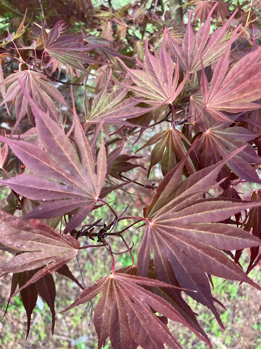Acer shirasawanum "Red Dawn'