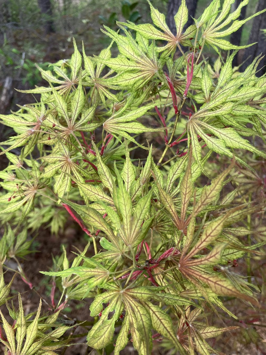 Acer palmatum 'Will's Devine'