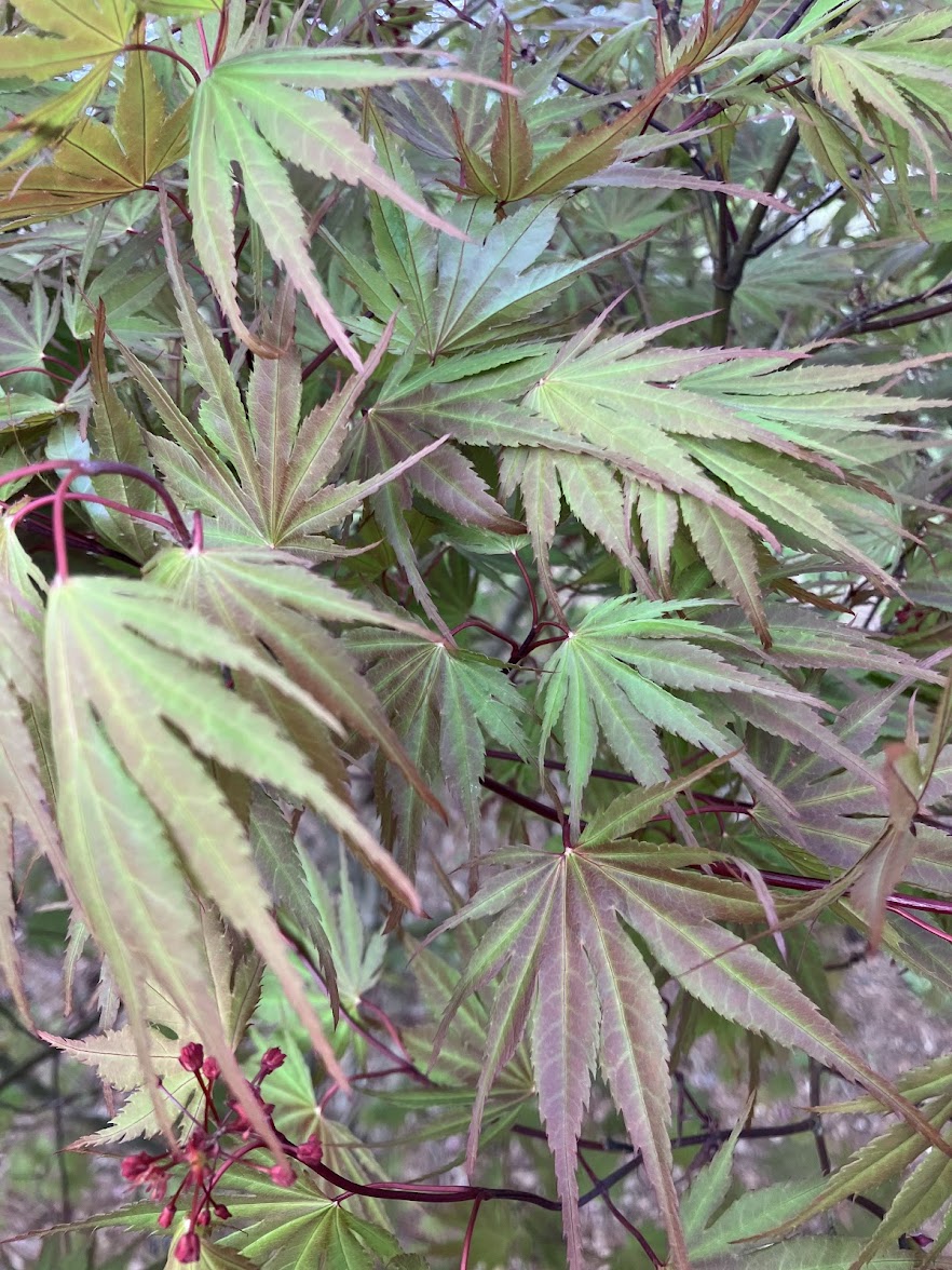 Acer palmatum 'Kinran' Japanese Maple