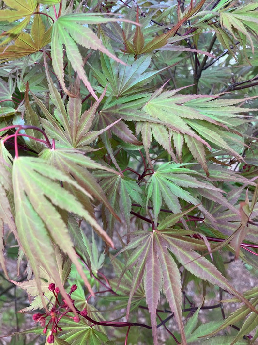 Acer palmatum 'Kinran' Japanese Maple