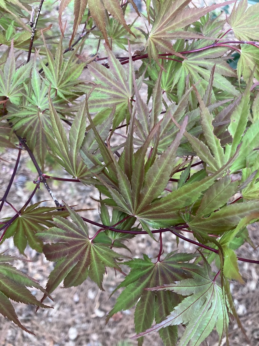 Acer palmatum 'Kinran' Japanese Maple