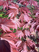 Acer shirasawanum 'Yasemin'