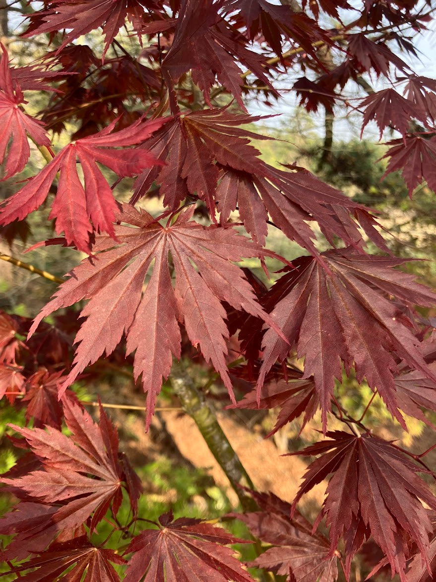 Acer shirasawanum 'Yasemin'