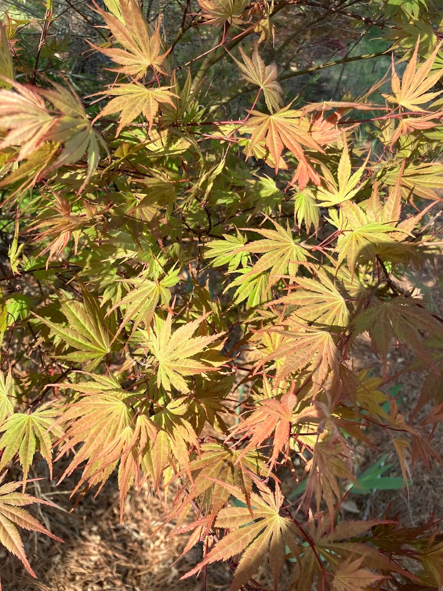 Acer palmatum 'Azuma Murasaki'