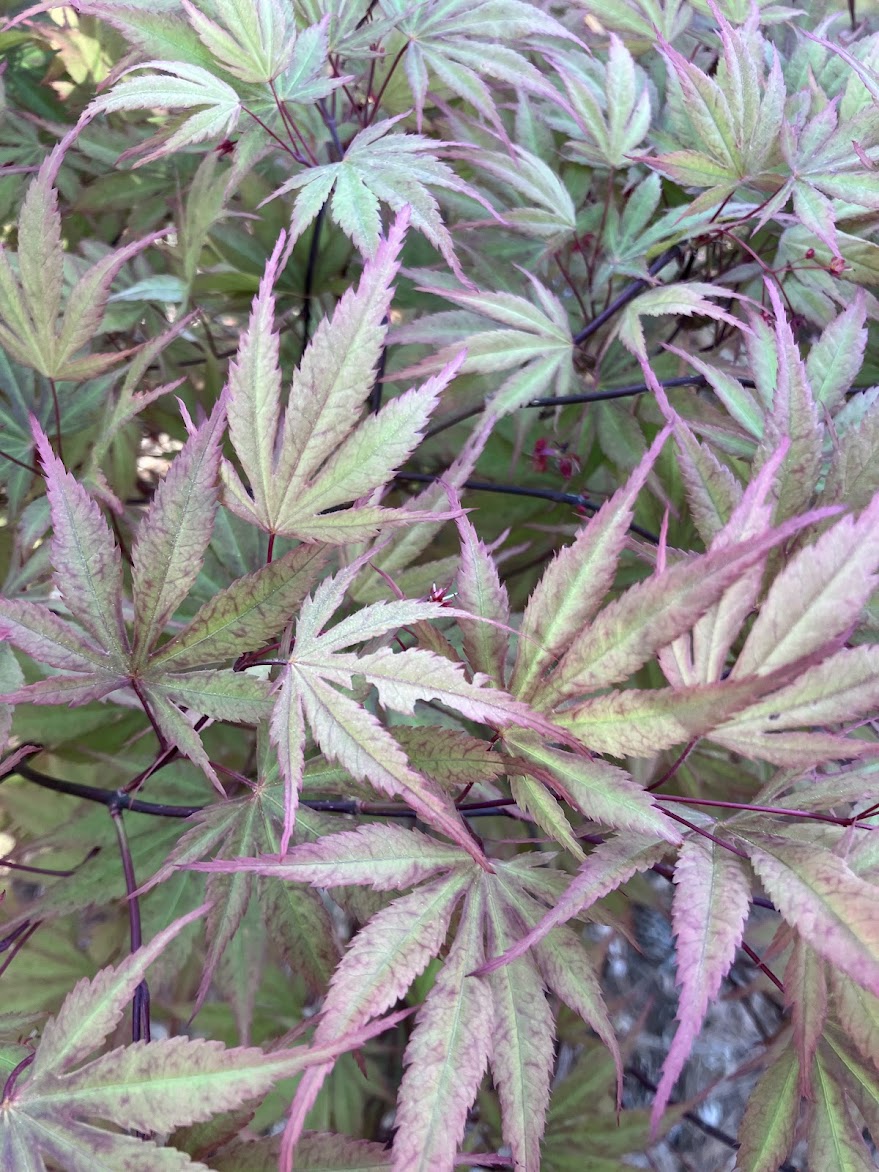 Acer palmatum 'Chitoseyama'