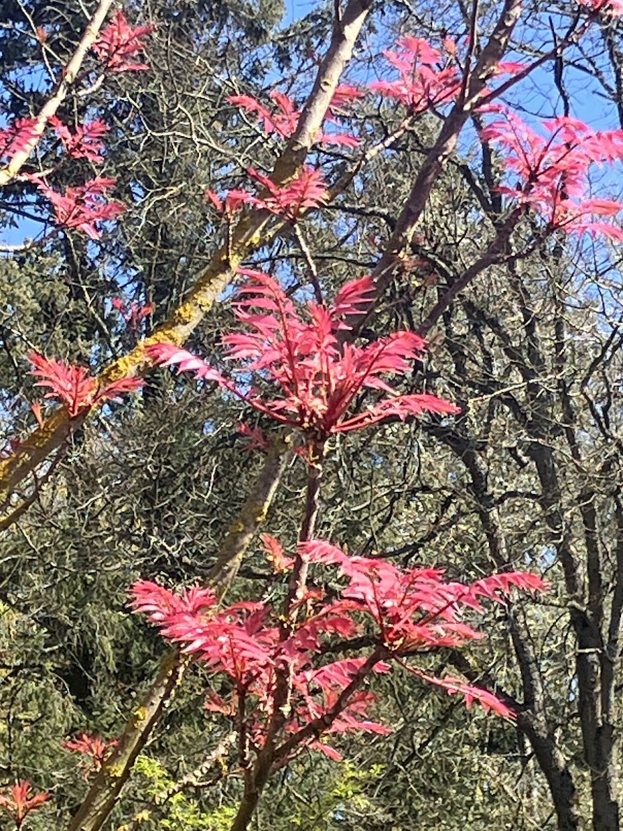 Toona (Cedrela) sinensis 'Flamingo'