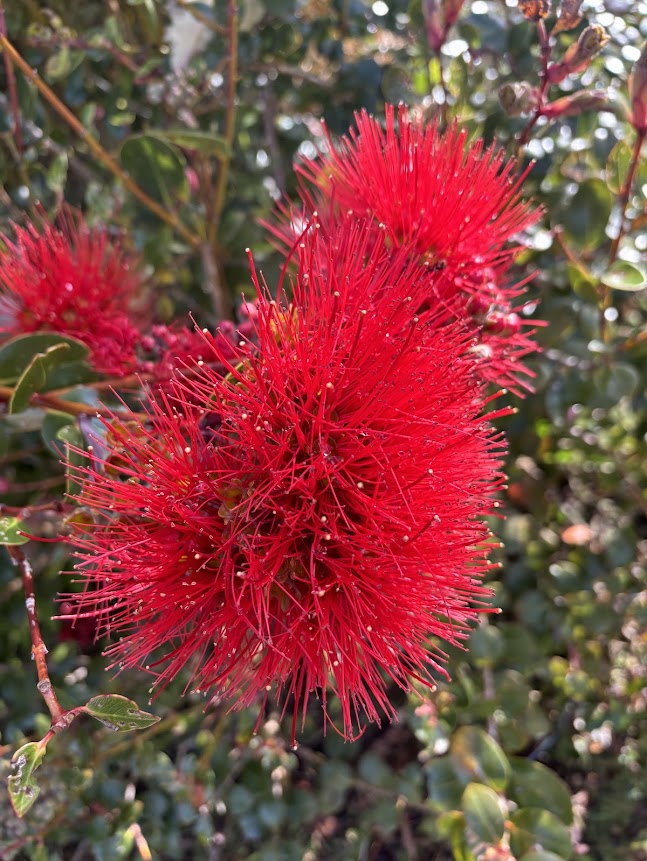 Metrosideros excelsa