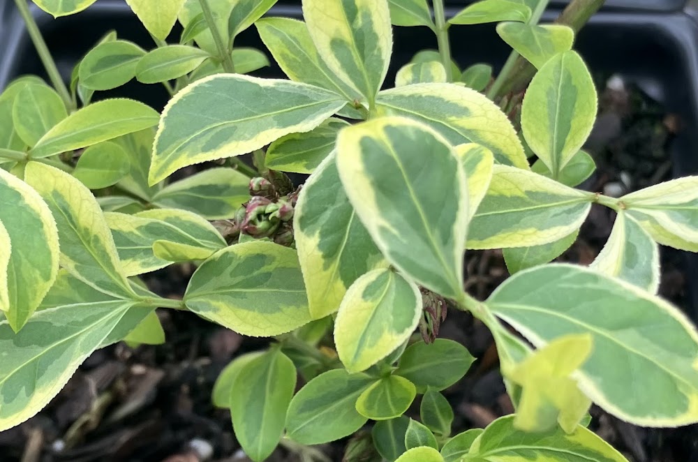 Euonymus alatus "Yellow Margined" EXTREMELY RARE!