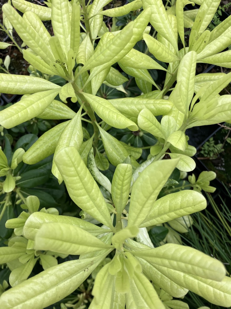 Pittosporum tobira 'Spring Bouquet' RARE