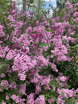 Syringa laciniata