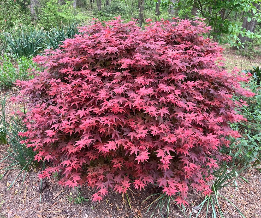 Acer palmatum 'Rhode Island Red'