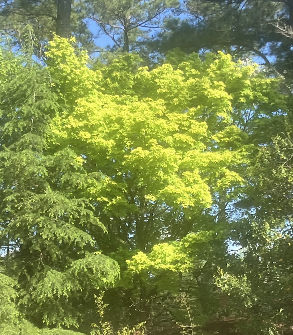 Acer palmatum 'Katsura' Rare Katsura Japanese Maple Tree