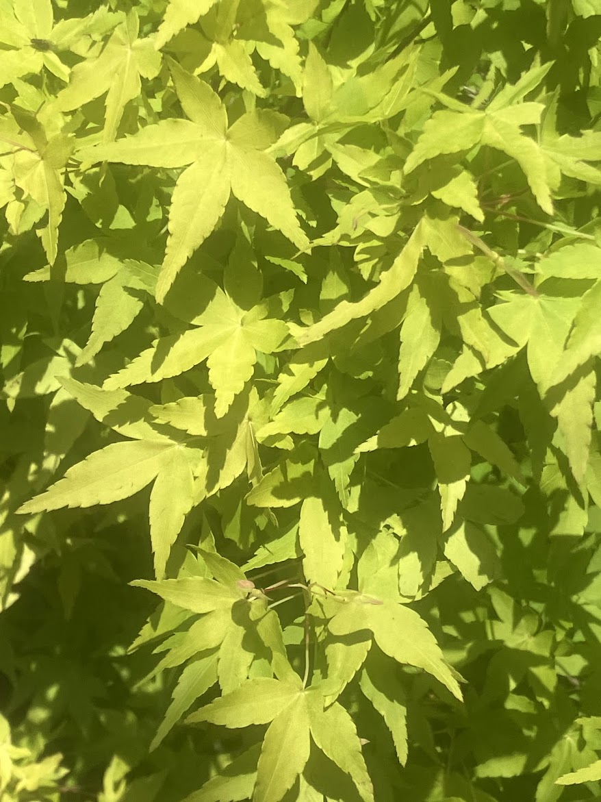 Acer palmatum 'Katsura' Rare Katsura Japanese Maple Tree