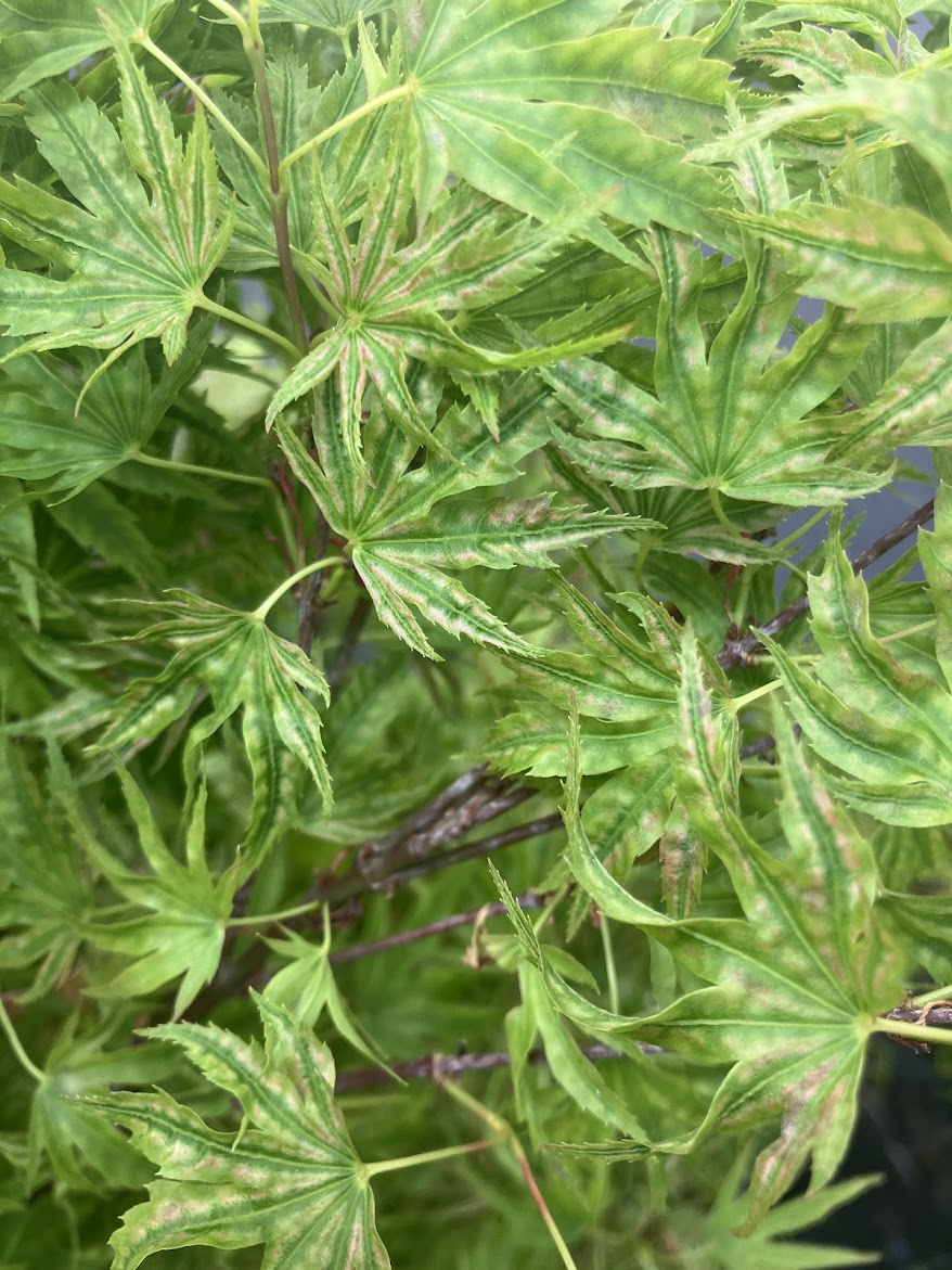 Acer palmatum 'Abigail Rose' Dwarf Variegated Japanese Maple