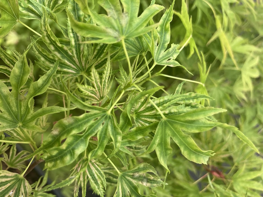 Acer palmatum 'Abigail Rose' Dwarf Variegated Japanese Maple