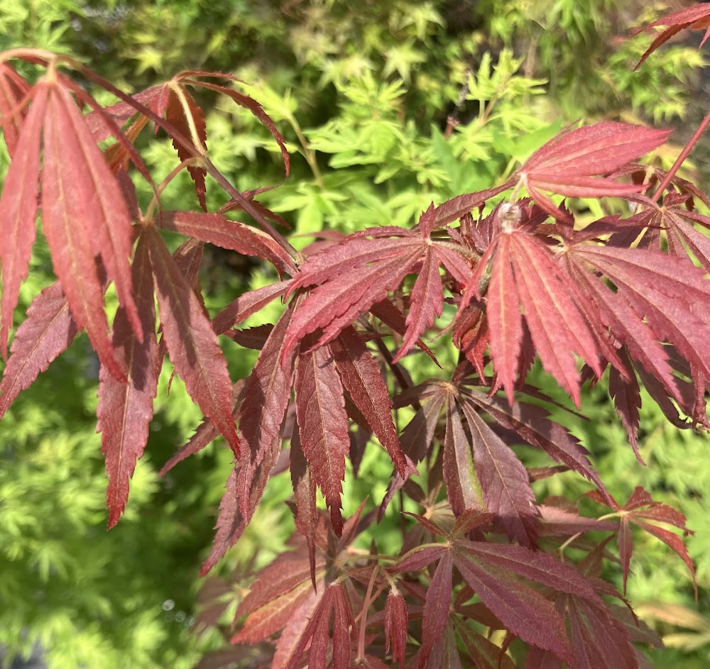 Acer shirasawanum 'Purple Thunder'