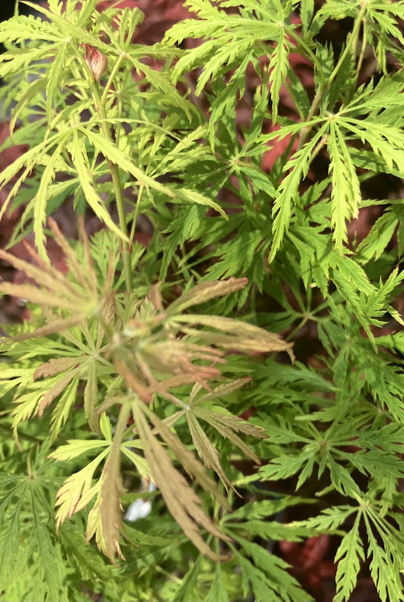 Acer palmatum 'Lemon Chiffon'